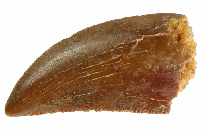 Serrated, Raptor Tooth - Real Dinosaur Tooth #333309